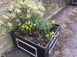 flowers in a pot 2